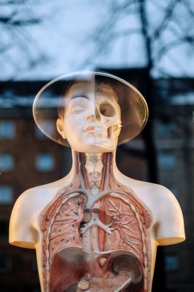 Human body / anatomy